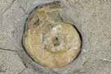 Two Fossil Ammonites (Promicroceras) - Lyme Regis #166652-2